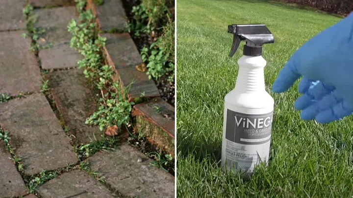 Struggle With Weeds? Fire Away With This DIY Weed Remover!