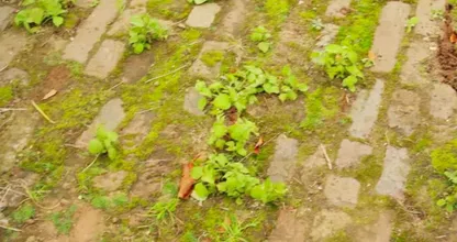 These are 5 easy and natural tricks to help you get rid of the weeds in your garden!