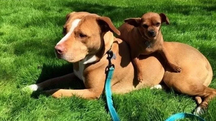 Esta pitbull se recusou a deixar o abrigo sem seu amigo chihuahua