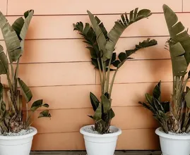 Handig! Zo verzorg je een bananenplant