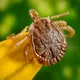 Getting rid of ticks is easy! For example, you could try mowing your grass