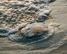 Kwallenalarm! Pas op als je op het strand bent!