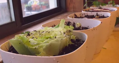 Zo maak je heel gemakkelijk een moestuin van restjes groente
