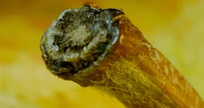 Het internet is helemaal geobsedeerd met DEZE foto! Zie jij wat dit voorstelt? Wij moesten wel 10 keer kijken!