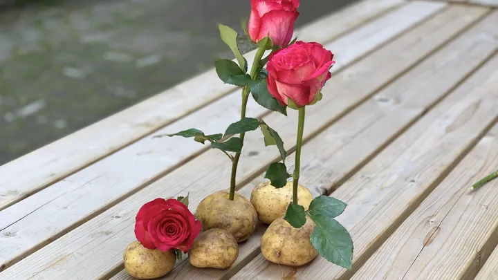 She sticks a rose stalk into a potato and look what happens a week later! Amazing!