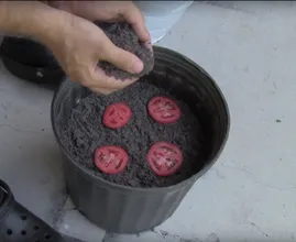 Er belegt einen Topf Erde mit Tomatenscheiben so wie bei einer Pizza und das Ergebnis ist erstaunlich!