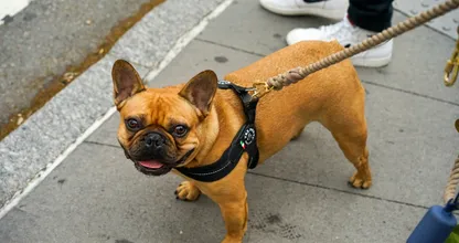 Eerste boete voor fokken bulldog uitgedeeld