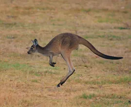 Australische man overleden na aanval van kangoeroe