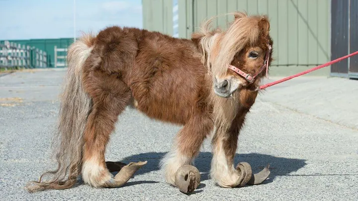 Zwaar verwaarloosde pony met vergroeide hoeven krijgt hartverwarmende transformatie