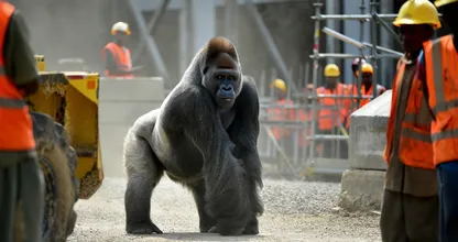 Gorilla Appears at Construction Site – What It’s Carrying Leaves Workers Frozen
