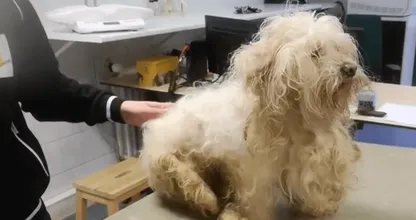 Dit arme hondje werd zwaar verwaarloosd... Dankzij de Dierenbescherming ken je 'm niet meer terug!