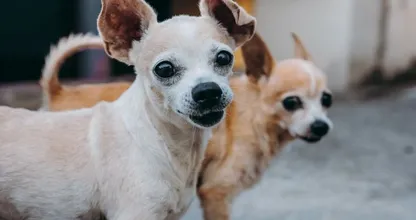 Dier&Recht luidt de noodklok: ‘Kleine hondjes vaak last van chronisch knallende hoofdpijn’