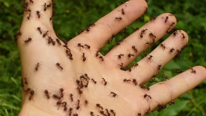 Avez-vous des fourmis dans la maison ? Avec ce remède naturel vous ne les reverrez plus