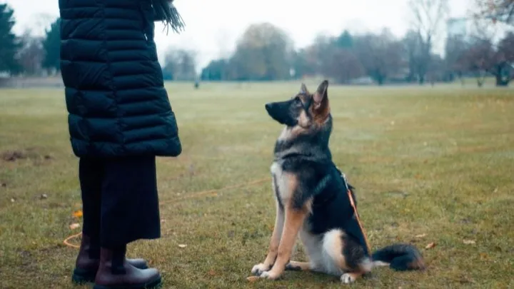 Deze 9 tips maken het trainen van je hond een stuk makkelijker