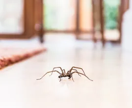 Spin in huis? Om deze reden moet je hem niet doodmaken