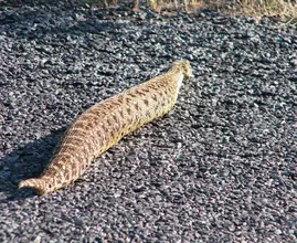Dieser Schlange wurde in freier Wildbahn gesichtet – Tierarzt nach Untersuchtung schockiert