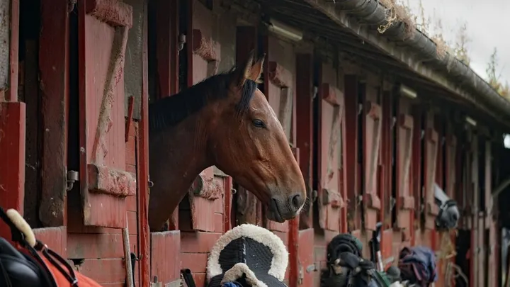 Dierenwelzijn opgenomen in Belgische grondwet
