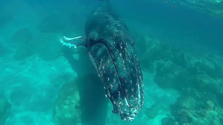 Uma baleia gigante não deixa a mergulhadora em paz - então ela percebe a terrível razão disso