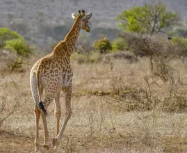 Woedende reacties nadat Amerikaanse met neergeschoten giraffe poseert