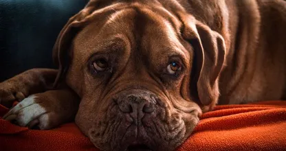 Hooikoorts bij je hond: zo herken je het en dit kun je doen