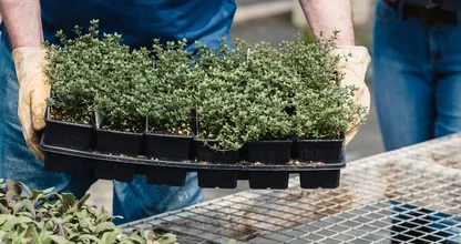Grootste plantenkweker van het land genoodzaakt deuren te sluiten