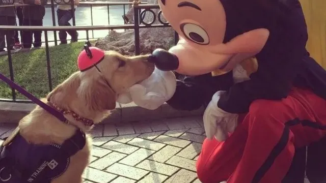Uwierzysz w to, co widzisz? 45 oszałamiających zdjęć z Disneylandu, które przeczą rzeczywistości!