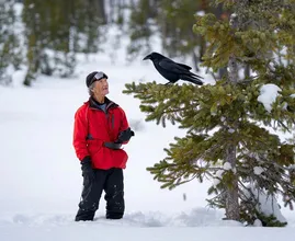 Raven Shows Lost Skier the Way to Safety