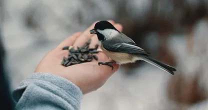 Vogeltjes voederen: wanneer kunnen we de vetbolkransen weer ophangen?