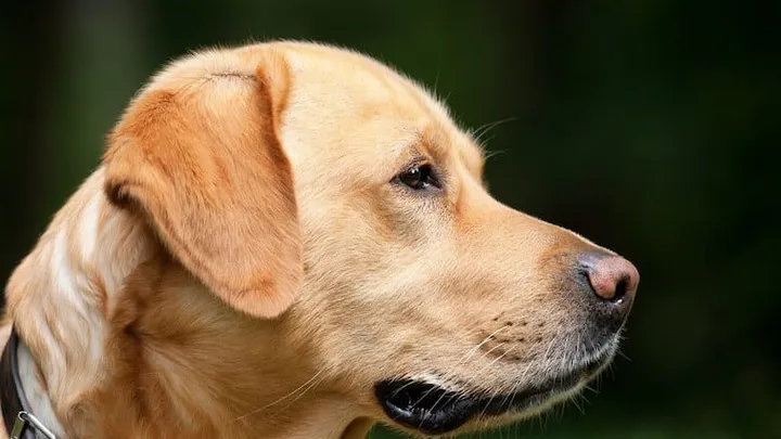 Pay attention dog owners: snails can make your pet very ill