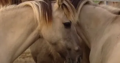 Dierenactivisten woedend om mogelijke slacht konikpaarden op Texel