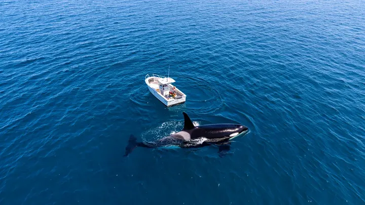 Orca umkreist Boot im offenen Wasser – als es auftaucht, sieht die Besatzung, was auf seinem Rücken ist