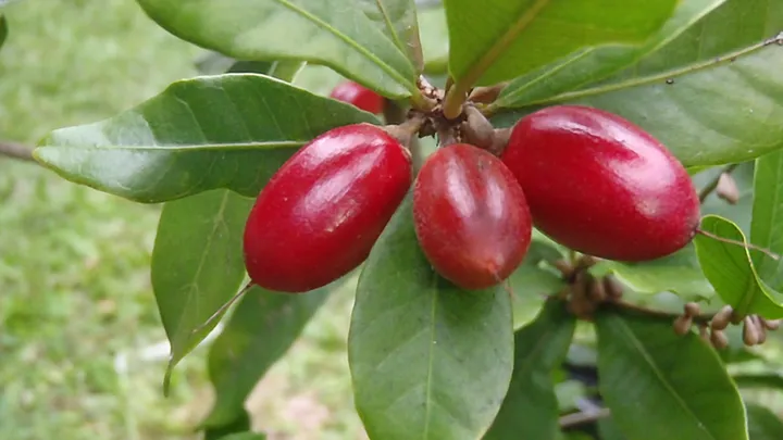 20 ungewöhnliche Früchte aus der ganzen Welt