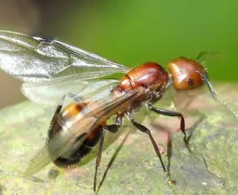 Are flying ants swarming around your house? This is how to get rid of them