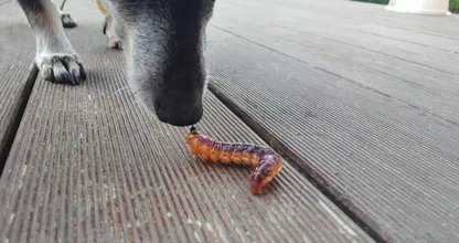 Pas op voor eikenprocessierups: honden kunnen ernstige wonden oplopen
