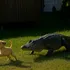 Un caimán arrebata un cachorro del jardín: ¡lo que descubren los vecinos te dejará boquiabierto!