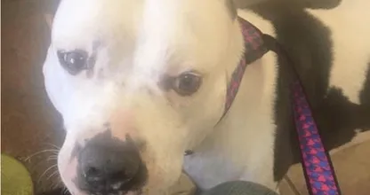 Hartverscheurend: wat deze hond doet als zijn baasjes hem hebben verlaten.. Dit moet je even zien!