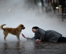 Elderly Woman Falls in Fog – What a Stray Dog Does Next Will Blow Your Mind!