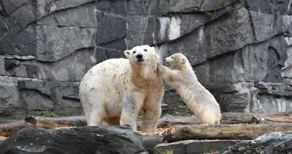 Word je blij van: IJsbeertjes Ouwehands Dierenpark voor het eerst naar buiten