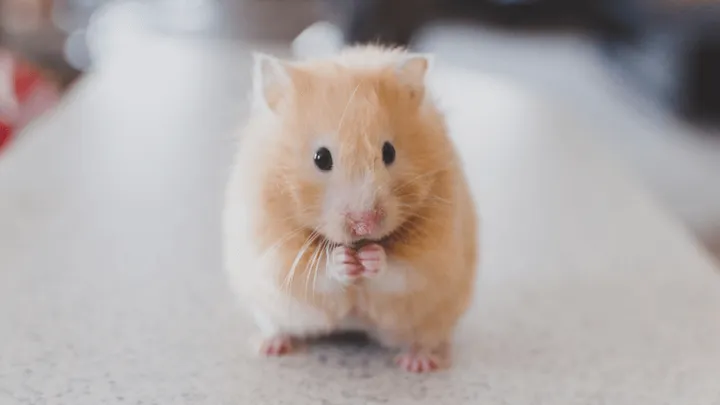 Novo método alternativo pode significar o fim dos testes em animais