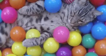 VIDEO: zijn baasje bouwt een ballenbak voor deze kat en zijn reactie is geniaal!