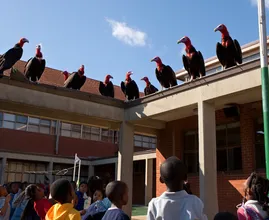 Gang of Vultures Lands on School Roof – What They Surround Has Everyone Watching in Silence