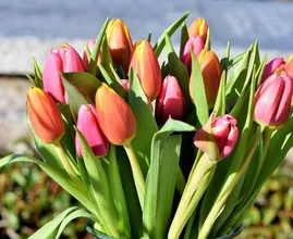 Tulips are in season! With THIS trick you'll prevent the tulips in your bouquet from drooping!