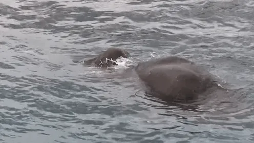 Found Footage: Navy Comes Face-to-Face with Massive Creature in Water