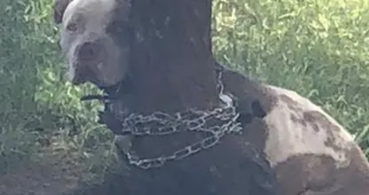 Un homme trouve un pit-bull attaché à un arbre et lit la lettre posée à côté