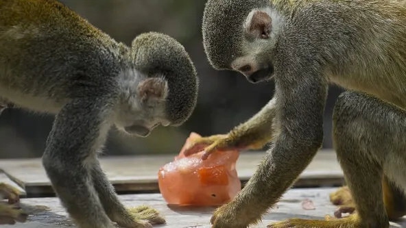 VIDEO: Hilarisch, dit moet je zien! In de dierentuin is het ook zomer!