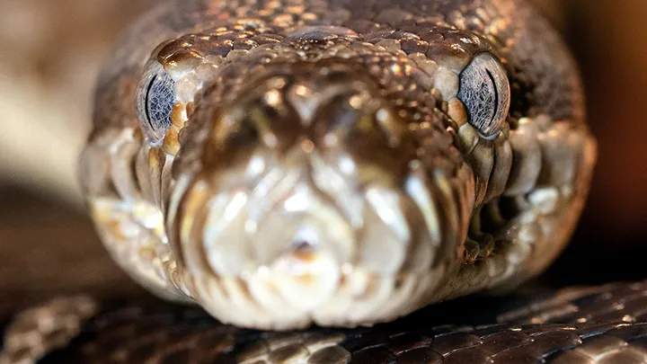 These Workers Found A Giant Snake