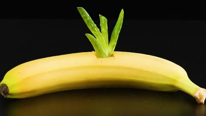 Voici pourquoi vous devriez mettre un Aloe Vera dans une banane