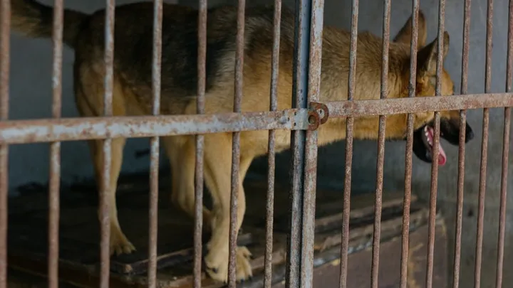 Man takes cute “puppy” home with him, which turns out to be a dangerous mistake