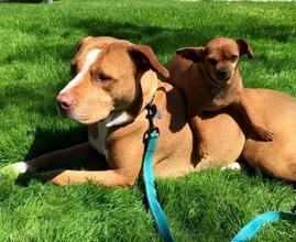 Deze pitbull weigerde het asiel te verlaten zonder zijn chihuahua vriend