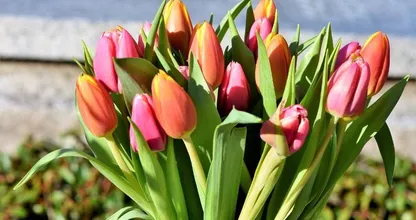 Tulips are in season! With THIS trick you'll prevent the tulips in your bouquet from drooping!